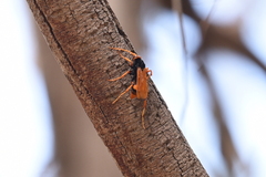 Cryptocheilus bicolor