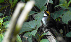 Arremon brunneinucha