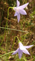 Wahlenbergia capillaris