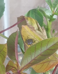 Pachycoris torridus