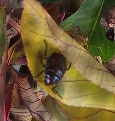 Pachycoris torridus