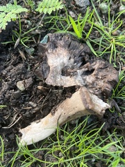 Coprinopsis uliginicola