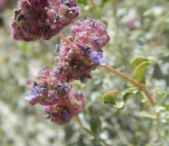 Salvia columbariae