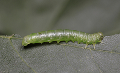 Pristiphora subbifida
