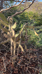 Opuntia karwinskiana