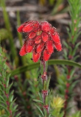Erica cerinthoides cerinthoides