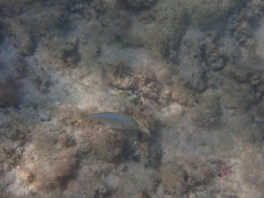 Caranx bartholomaei
