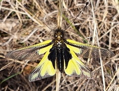 Libelloides coccajus