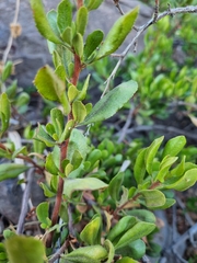 Escallonia illinita