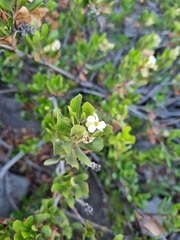 Escallonia illinita