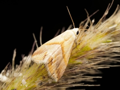 Eublemma cochylioides