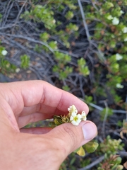 Escallonia illinita