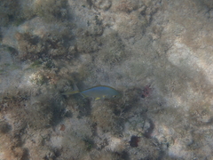 Caranx bartholomaei