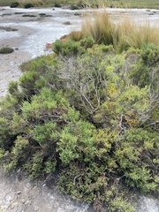 Tecticornia arbuscula