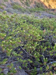 Escallonia illinita