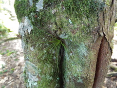 Tillandsia punctulata