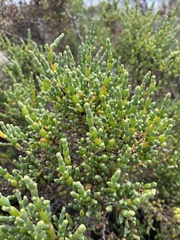 Tecticornia arbuscula