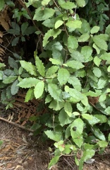 Brachyglottis myrianthos