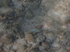 Caranx bartholomaei