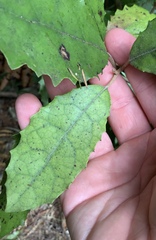 Brachyglottis myrianthos