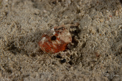 Scorpaenidae