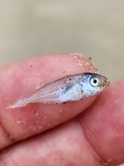 Trachurus novaezelandiae