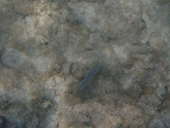 Caranx bartholomaei