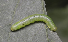 Pristiphora subbifida