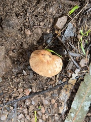Lactarius xanthogalactus