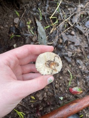 Lactarius xanthogalactus