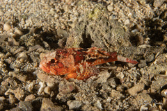 Scorpaenidae