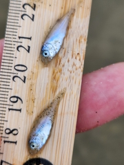 Trachurus novaezelandiae