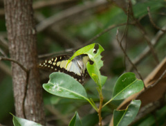 Graphium eurypylus