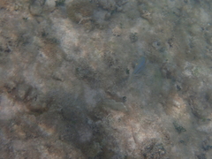 Caranx bartholomaei