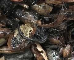Batrachoseps nigriventris