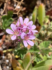 Pelargonium inodorum