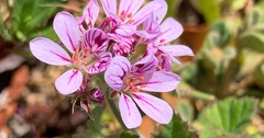 Pelargonium inodorum