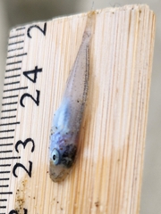 Trachurus novaezelandiae