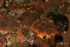 Scorpaenopsis