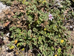 Pelargonium inodorum