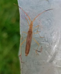 Protenor tropicalis