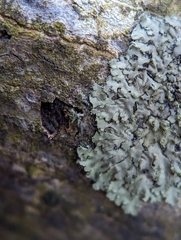 Phaeophyscia pusilloides