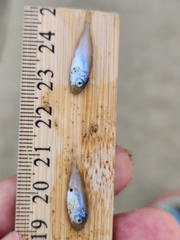 Trachurus novaezelandiae