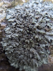 Phaeophyscia pusilloides