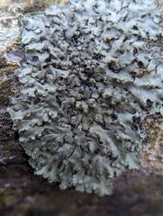 Phaeophyscia pusilloides