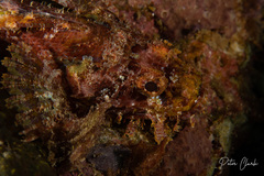 Scorpaenidae