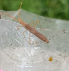Protenor tropicalis