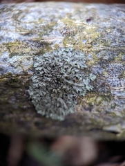 Phaeophyscia pusilloides