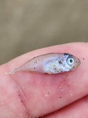 Trachurus novaezelandiae