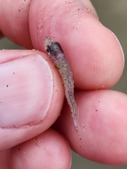 Trachurus novaezelandiae